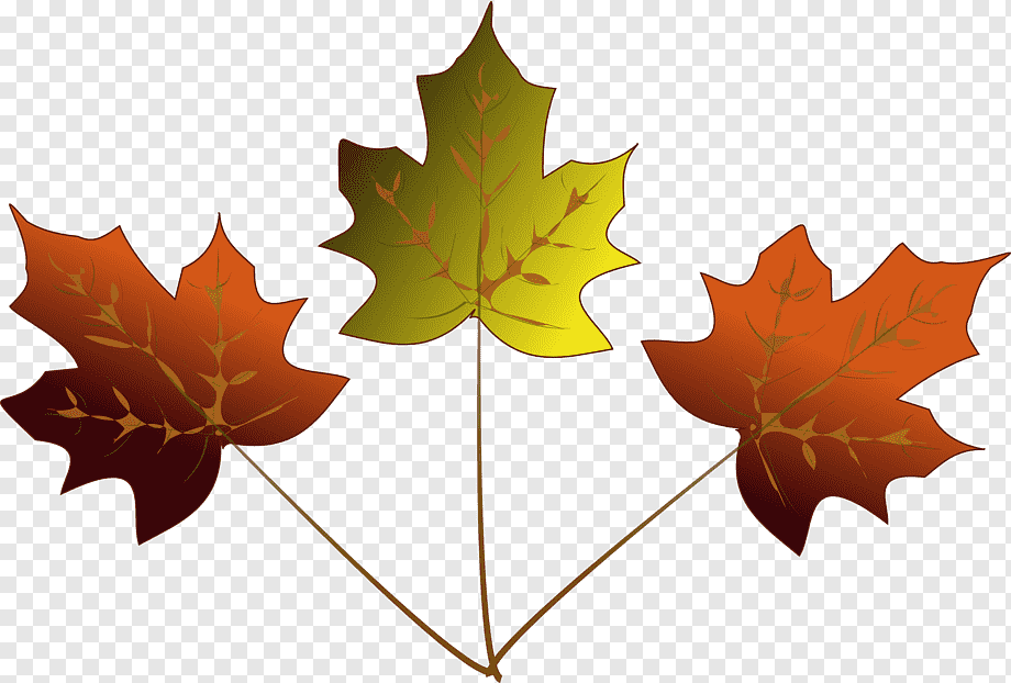Three stylized autumn maple leaves in red, orange, and yellow-green gradients on transparent background.