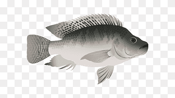 Grayscale illustration of a cichlid fish with detailed fins and spotted dorsal fin, facing right on transparent background.