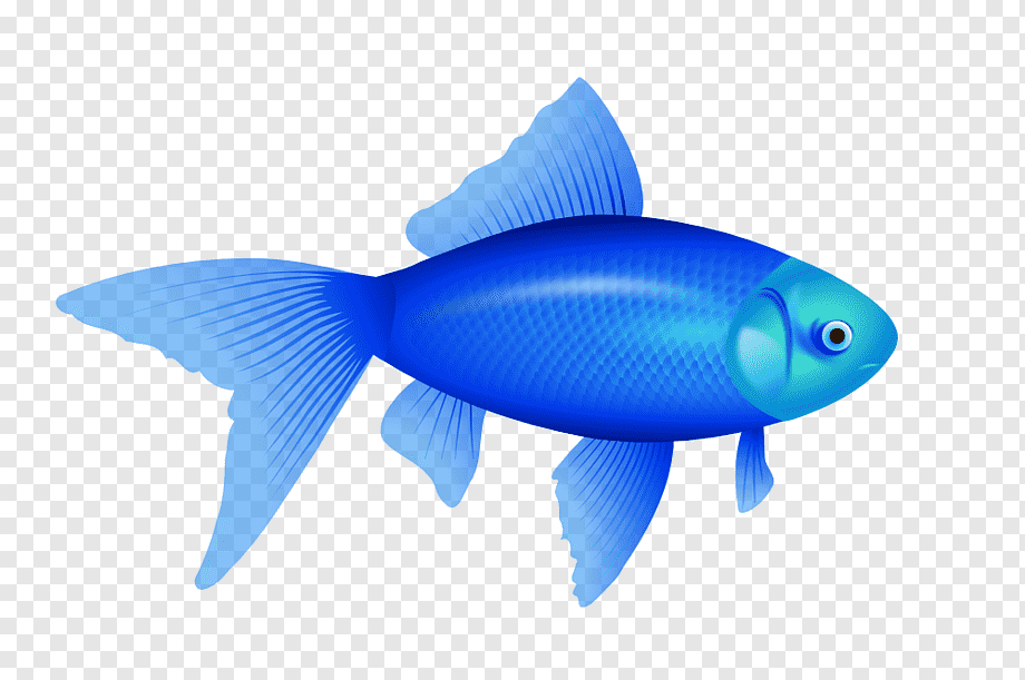 Fish Red Fish Blue Fish Clipart , Png Download - Fish Two Fish Red