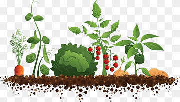 Illustration of a vibrant vegetable garden with carrots, lettuce, tomatoes, peas, and peppers growing in rich soil.