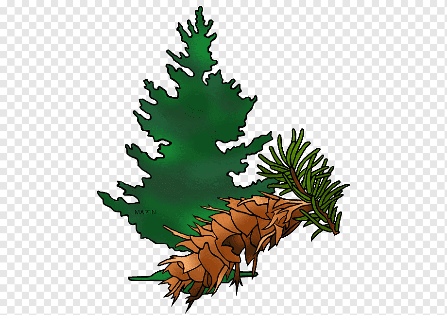 Green evergreen tree silhouette with pine cones and needles on transparent background.