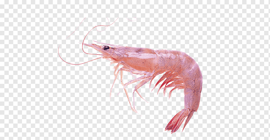 A fresh pink shrimp with long antennae and translucent shell on transparent background.
