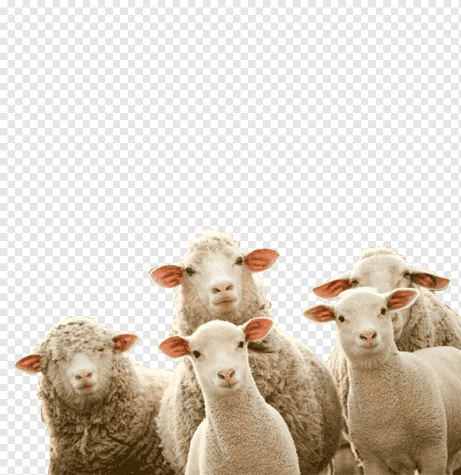Five curious sheep and lambs with fluffy wool and pink ears looking directly at the camera against a transparent background.