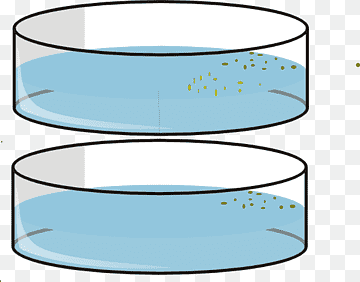 Two stacked petri dishes containing blue liquid with scattered yellow-green microbial colonies.