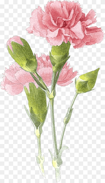 Free Vintage Carnation Flowers Clip Art | Flower illustration - Clip ...