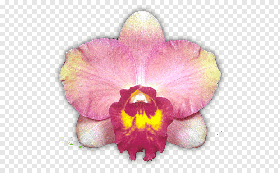 Elegant Pink and Yellow Orchid Flower - High-Resolution Botanical Image