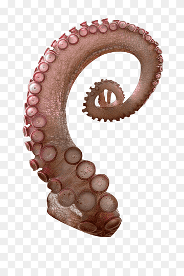 Close-up of a curled octopus tentacle with visible suckers and textured skin, isolated on transparent background.