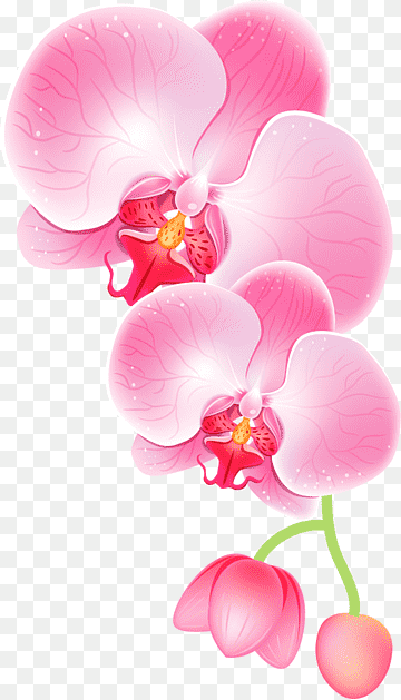 White Orchid Flower Clip Art Clipart Free Download White Orchid