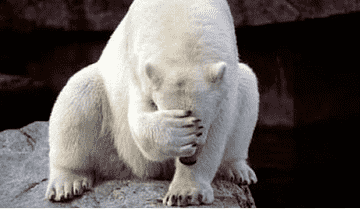 A white polar bear sits on a rock, covering its face with one paw in a gesture resembling embarrassment or fatigue.