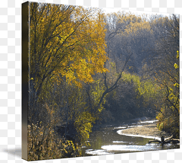 Autumn forest stream with golden-leaved trees lining a gentle river under soft sunlight.