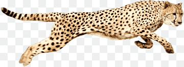 A cheetah sprinting at high speed, body fully extended, against a transparent background.