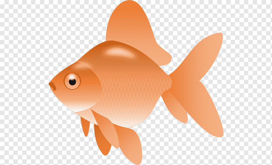 Orange goldfish illustration with flowing fins and detailed scales on transparent background.