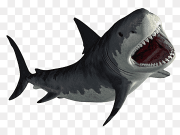 A realistic great white shark with open jaws, sharp teeth, and gray-white coloration against a transparent background.