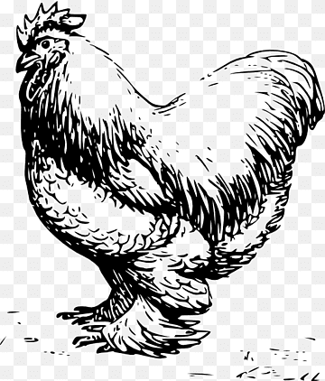 Black-and-white line drawing of a rooster standing proudly with detailed feather texture and comb.