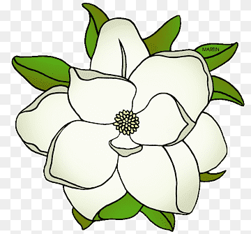 White magnolia flower with green leaves, stylized illustration on transparent background.