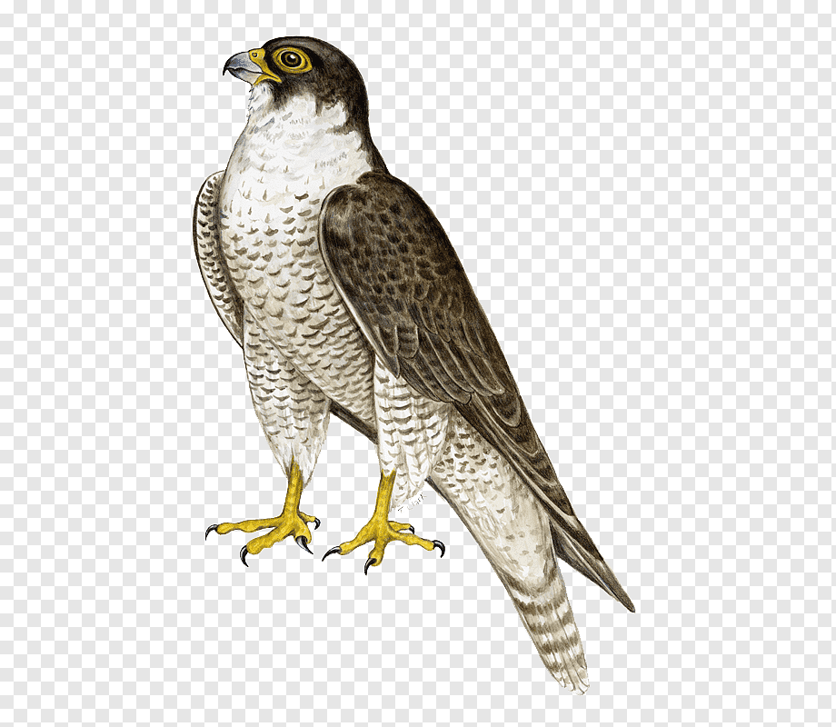 Illustrated peregrine falcon with dark brown back, barred white underparts, yellow cere and talons, and sharp hooked beak.