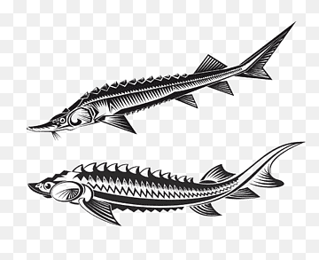 Black-and-white line art illustrations of two sturgeon fish, one above the other, showing detailed anatomy and scales.