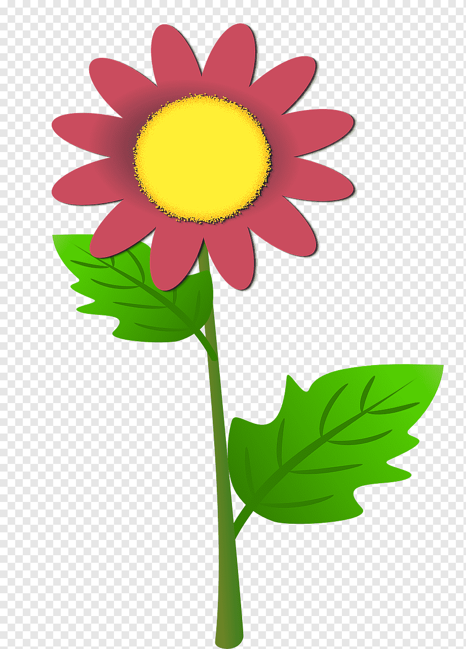 Pink daisy with yellow center, green stem and leaves on transparent background.