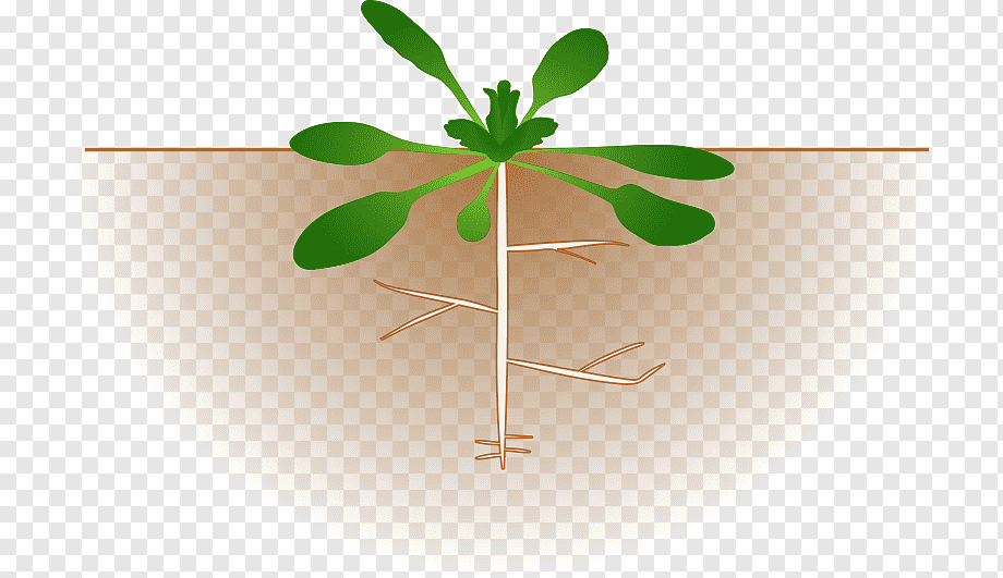 Illustration of a young plant showing above-ground leaves and below-ground root system in soil cross-section.