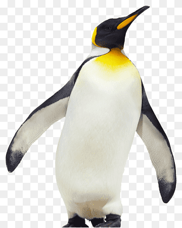 A majestic king penguin standing upright with vibrant yellow-orange neck patch and black-and-white plumage.