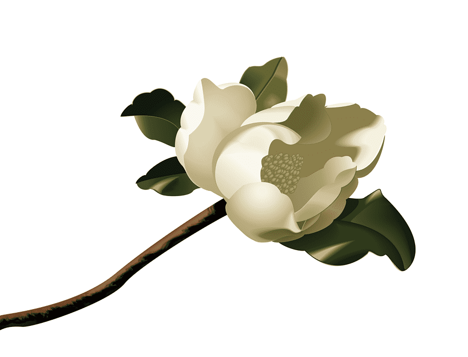 A delicate white magnolia flower with green leaves on a brown stem, illustrated in soft sepia tones.