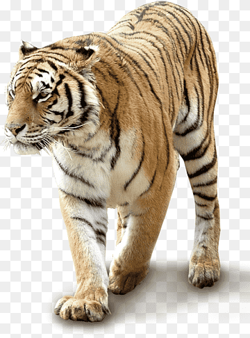 Tiger King Stock Illustrations – 5,201 Tiger King Stock - Clip Art Library