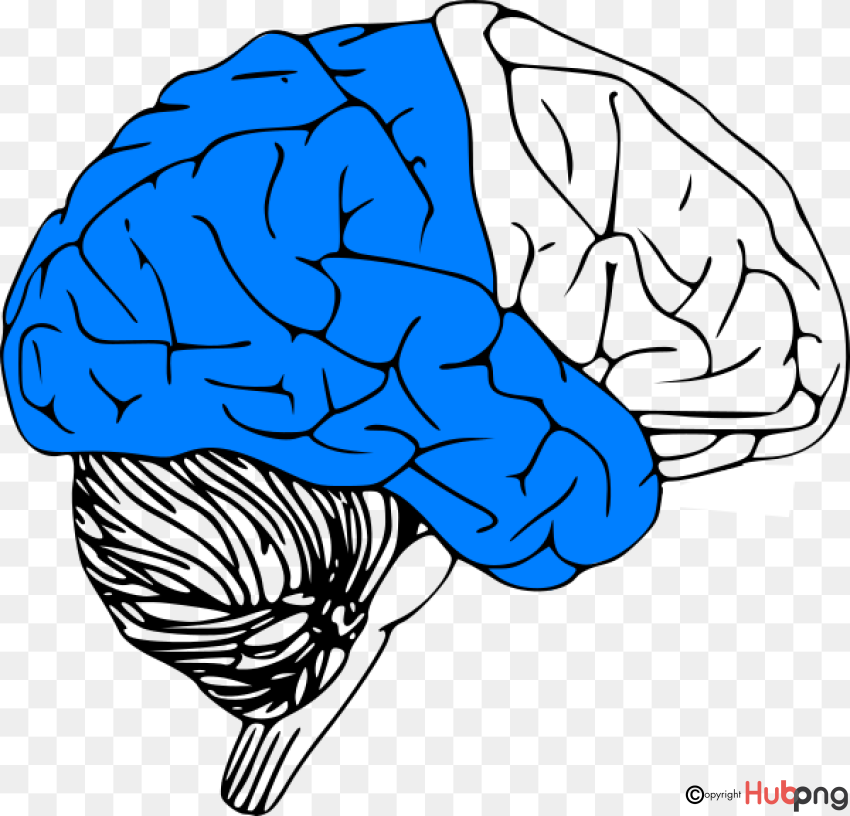 Free Brain Cliparts, Download Free Brain Cliparts png images, Free ...