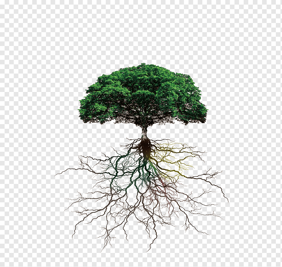 A lush green tree with visible roots spreading outward in earthy tones against a transparent background.