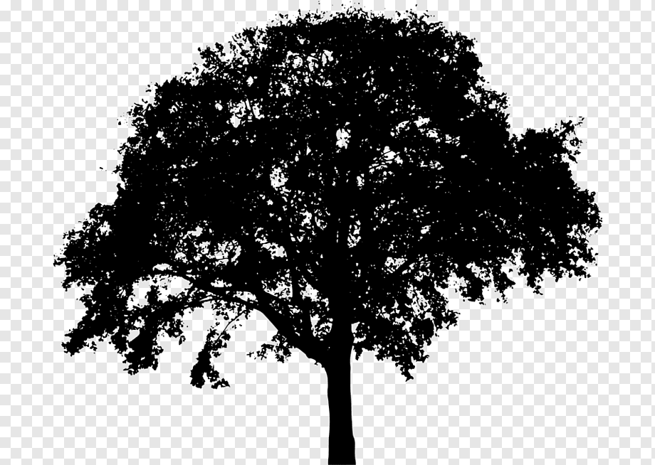 Black silhouette of a mature deciduous tree with full canopy against transparent background.