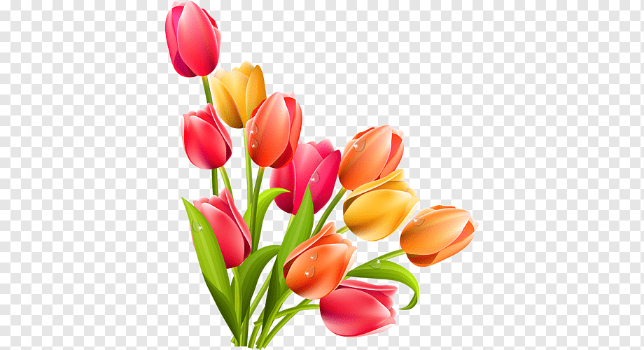 Colorful Tulip Bouquet - Spring Floral Illustration for Greeting Cards & Decor