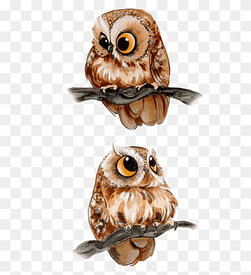 Two illustrated owls perched on branches, one upright and one tilted, with large orange eyes and brown feather details.