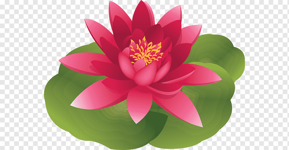 Vibrant pink water lily with yellow stamens resting on green lily pads against transparent background.