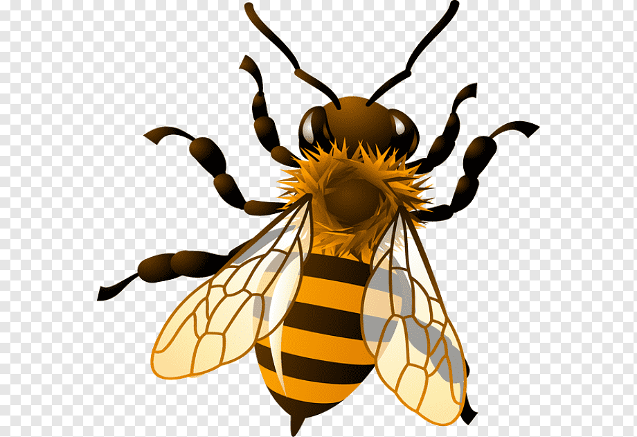 Illustration of a honeybee with striped abdomen, translucent wings, and fuzzy thorax on transparent background.