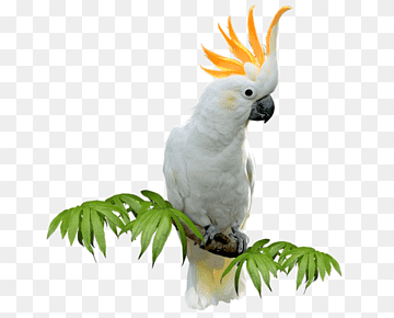 Sulphur-Crested Cockatoo - Majestic White Parrot with Orange Crest