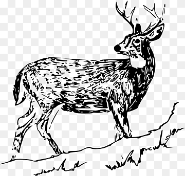 Black-and-white line drawing of a standing white-tailed deer with antlers on a rocky slope.