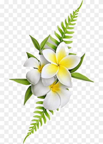 White plumeria flowers with yellow centers and green fern leaves on transparent background