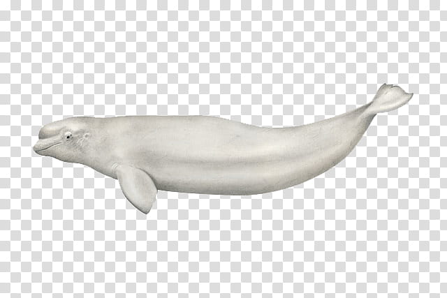 A white beluga whale illustration on transparent background, showing streamlined body, small dorsal ridge, and distinctive melon head.