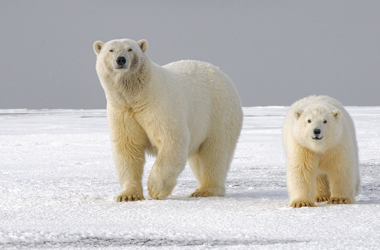 Adult and juvenile polar bear walking across snowy Arctic ice floe, gazing toward camera under overcast sky.