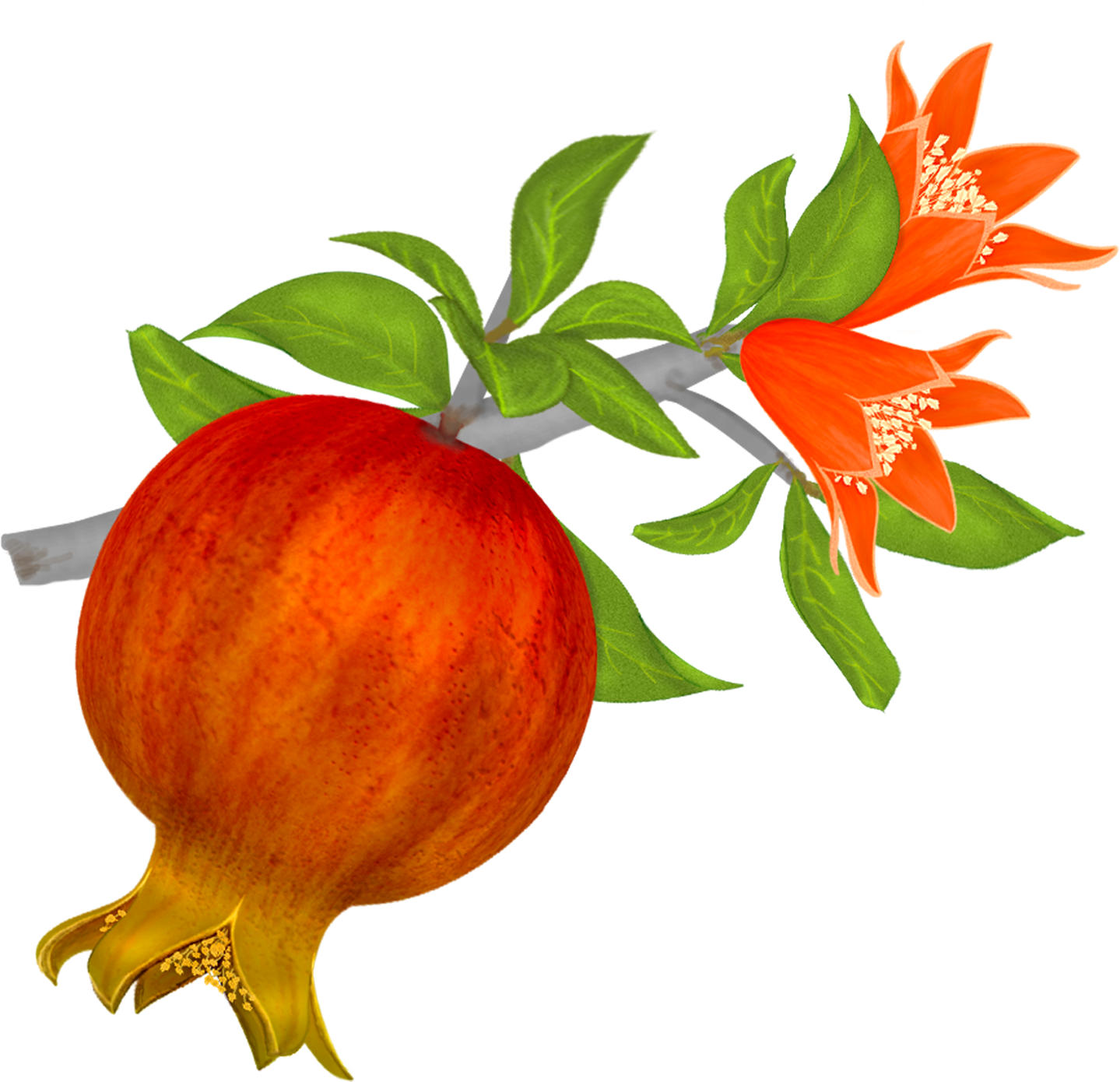 Ripe pomegranate fruit with vibrant orange-red bloom and green leaves, illustrating the plant’s life cycle.