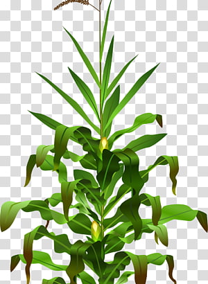 Illustration of a healthy maize (corn) plant with green leaves, developing ears, and tassel at the top, isolated on transparent background.