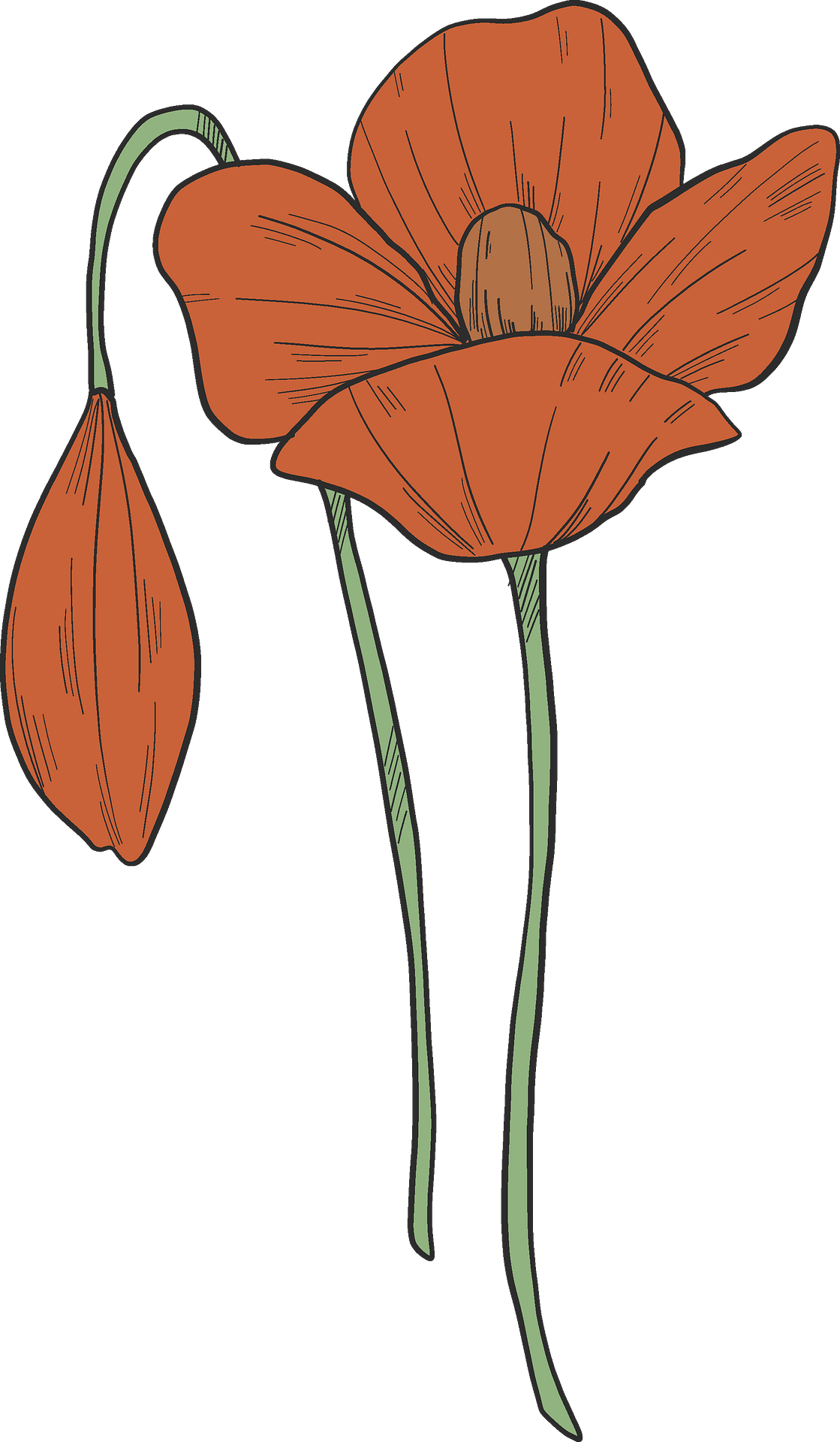 poppy flowers - Clip Art Library