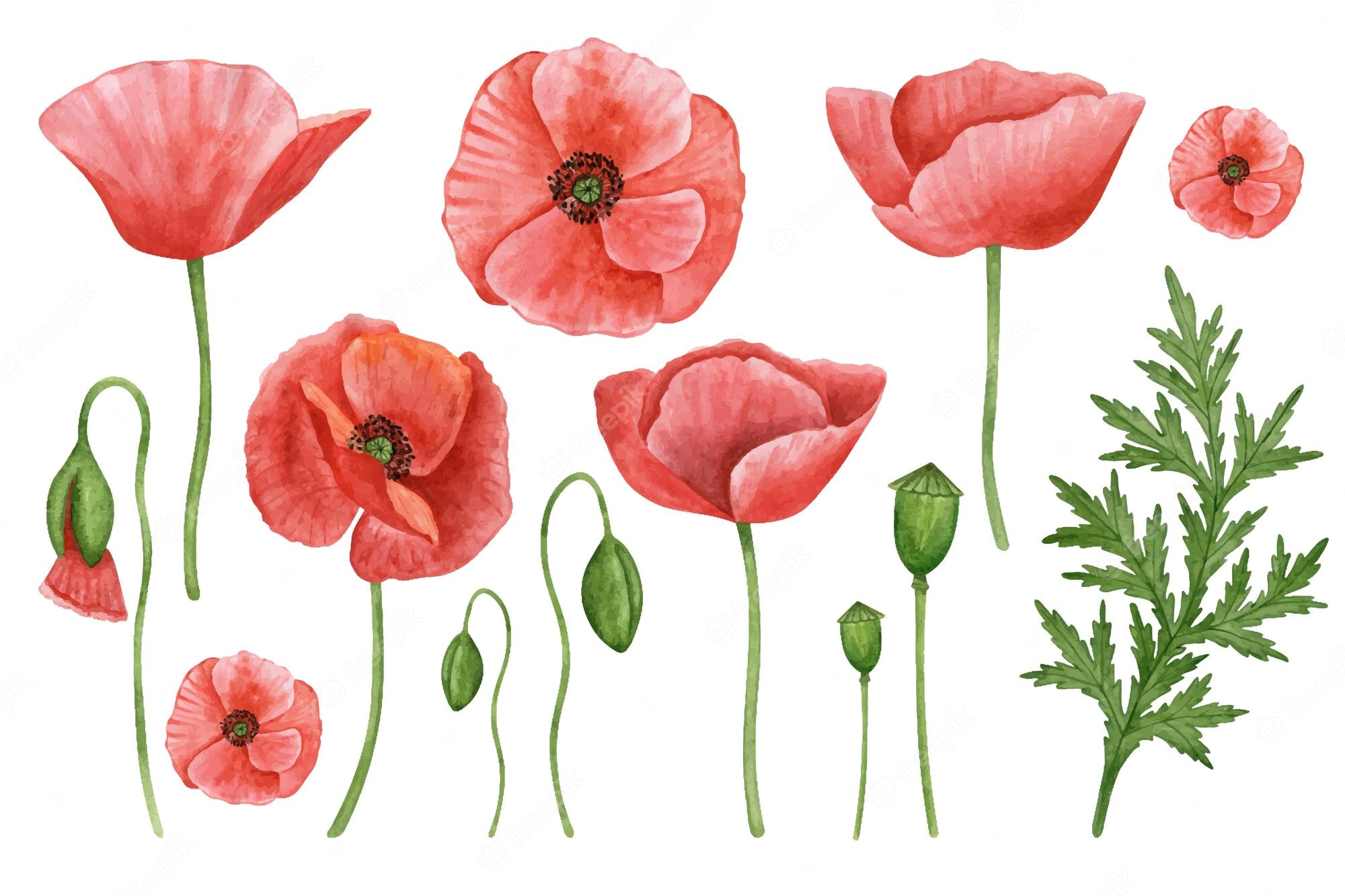 Poppies Clip Art Stock Illustrations – 373 Poppies Clip Art Stock ...