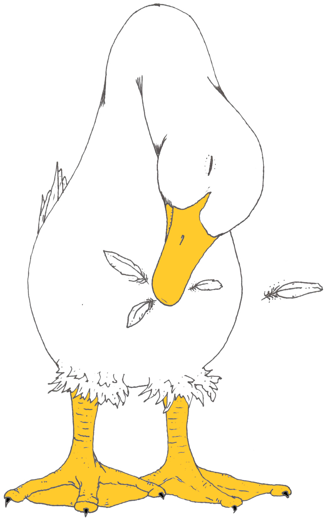 duck featherss