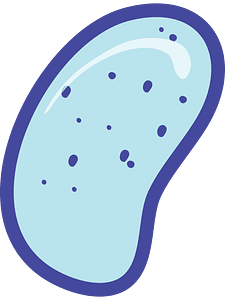 prokaryotes