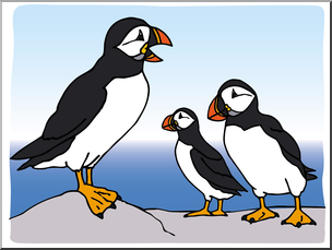 puffins