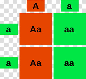 genotypes - Clip Art Library