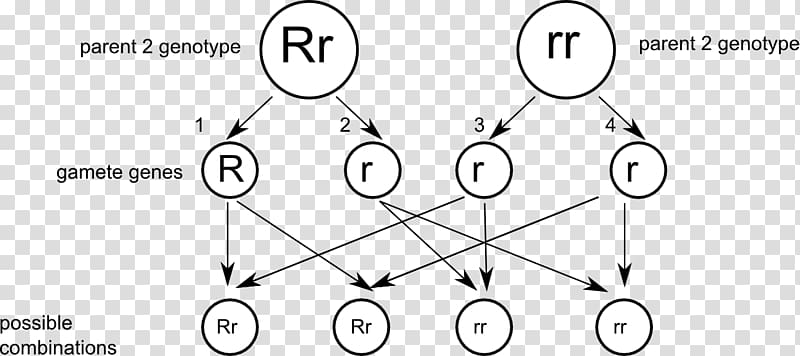 genotypes