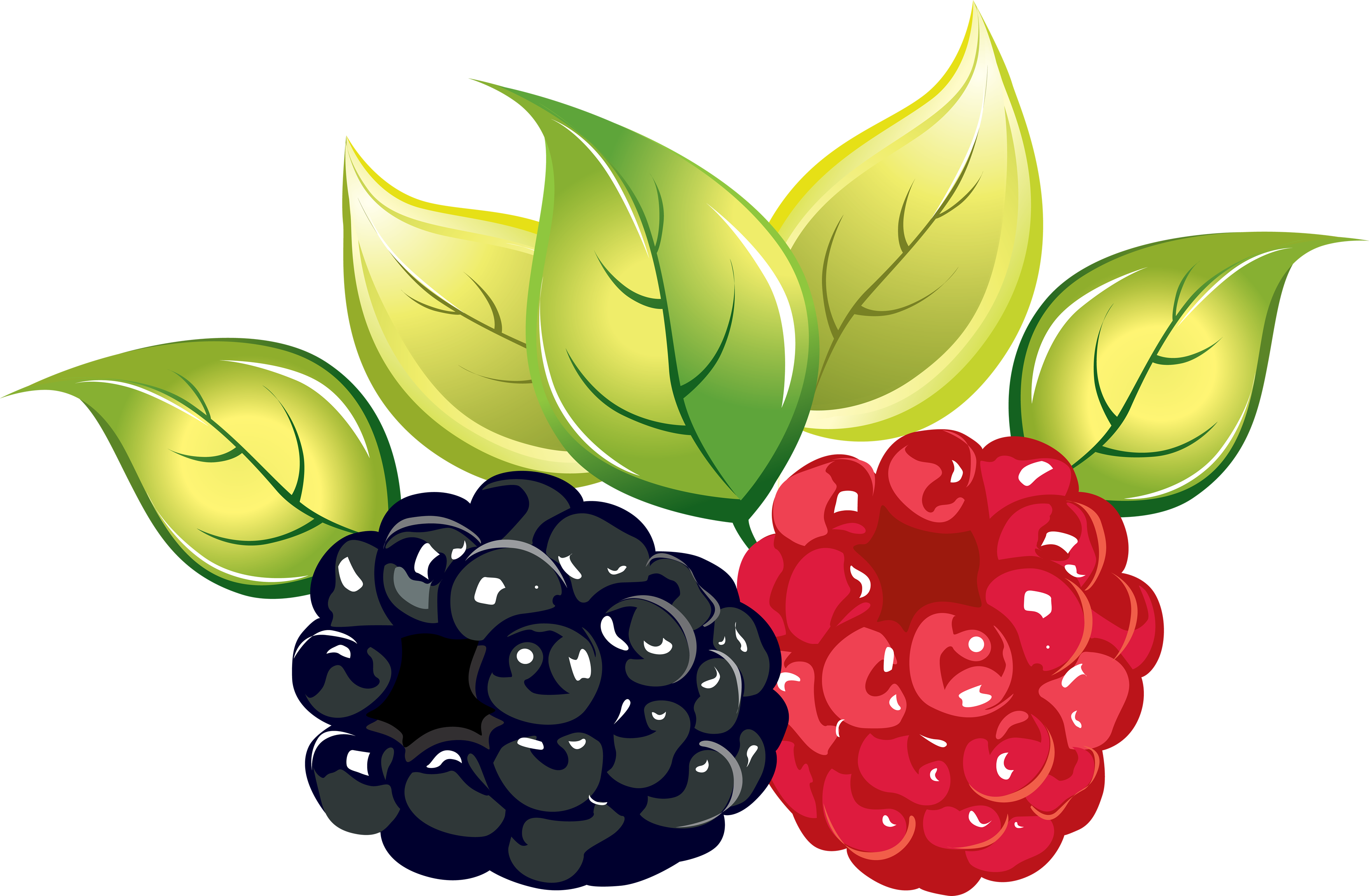 Blueberry clipart design illustration 9381215 PNG - Clip Art Library