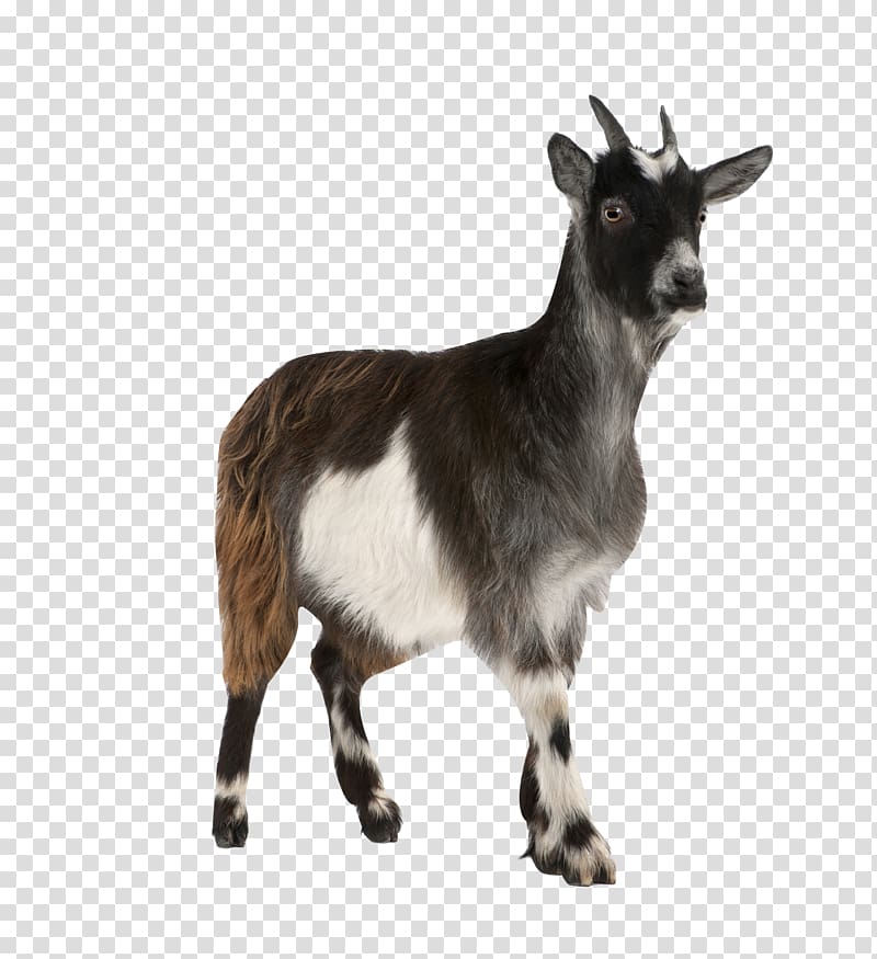 Sheep, Pygmy Goat, Boer Goat, Anglonubian Goat, Cattle, Feral Goat 