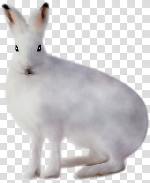 snowshoe hares